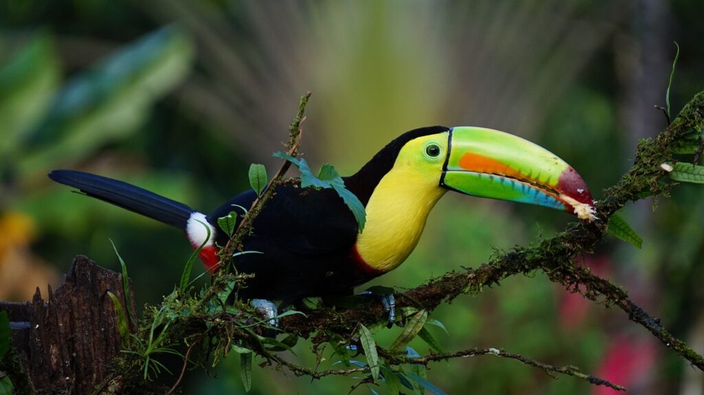 keel billed toucan costa rica bird 1021048